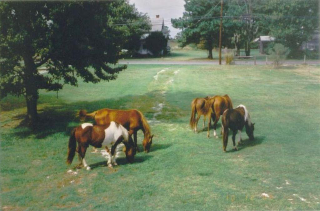 Chincoteague Townhome With Pony Views From Deck! エクステリア 写真